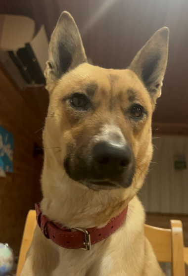 ジャーキーができたきっかけのワンちゃん。ハルちゃん