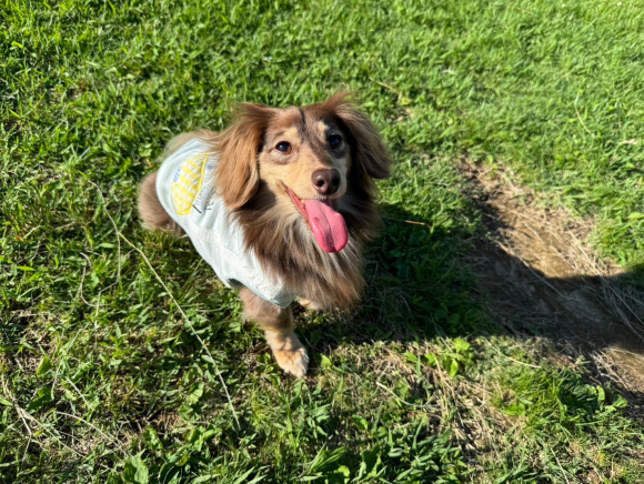 草むらから見上げているワンちゃん