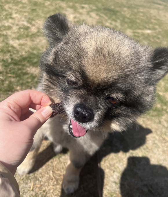 ジャーキーをかじるワンちゃん