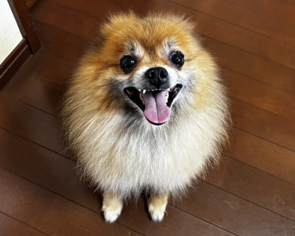 お座りしたワンちゃん