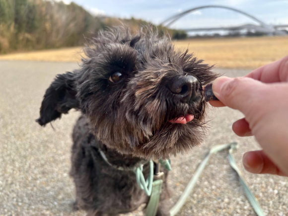 ジャーキーをかじるワンちゃん